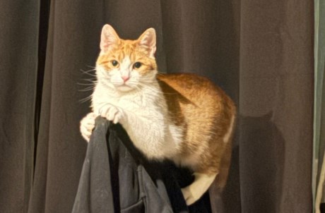 Kat Europese korthaar of huiskat