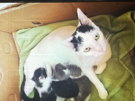 Kat Europese korthaar of huiskat