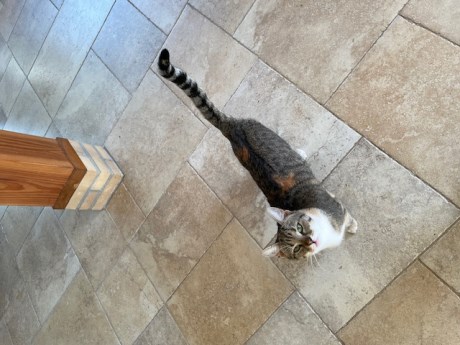 Kat Europese korthaar of huiskat