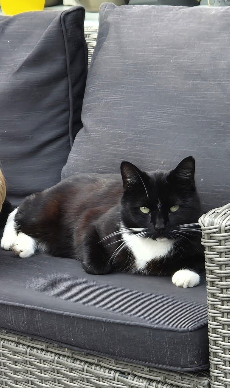 Kat Europese korthaar of huiskat