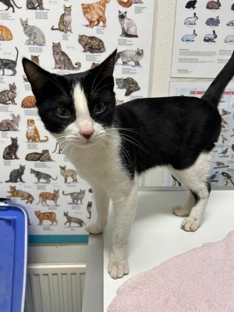 Kat Europese korthaar of huiskat