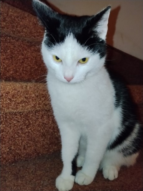 Kat Europese korthaar of huiskat