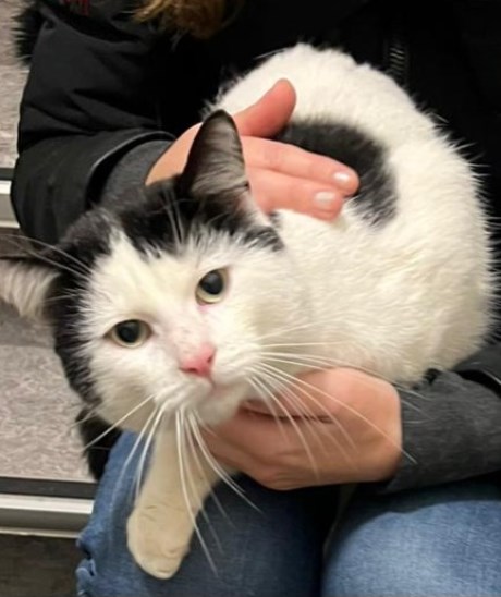 Kat Europese korthaar of huiskat