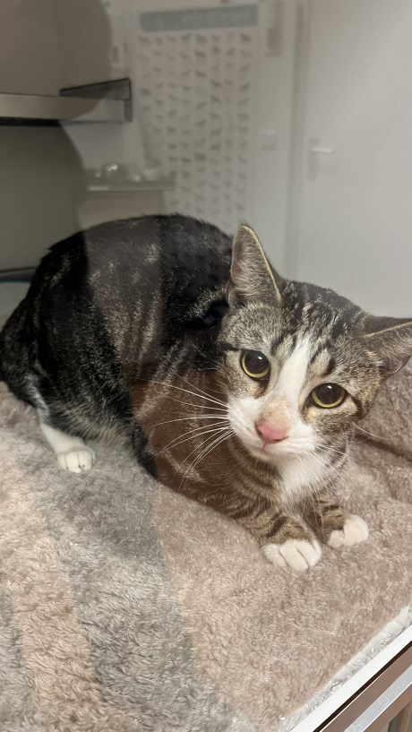 Kat Europese korthaar of huiskat