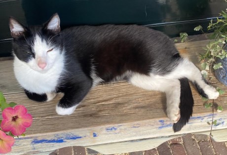 Kat Europese korthaar of huiskat