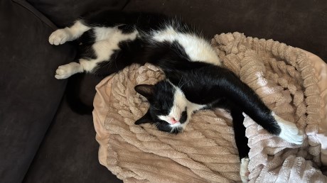 Kat Europese korthaar of huiskat