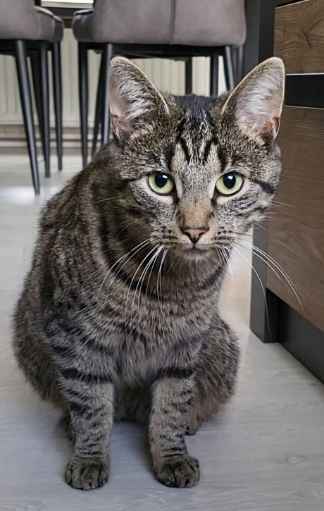 Kat Europese korthaar of huiskat