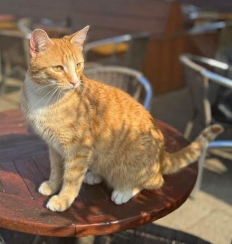 Kat Europese korthaar of huiskat