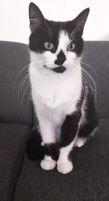 Kat Europese korthaar of huiskat