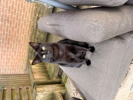 Kat Europese korthaar of huiskat