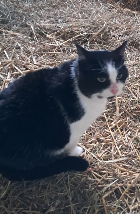 Kat Europese korthaar of huiskat