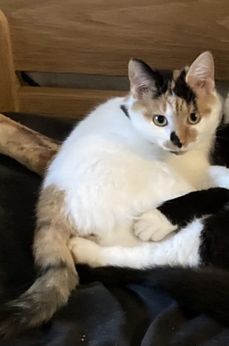 Kat Europese korthaar of huiskat