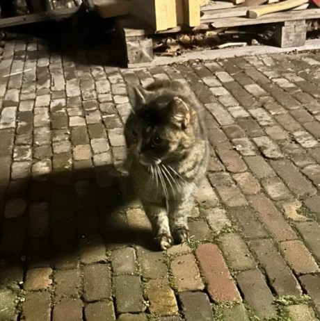 Kat Europese korthaar of huiskat