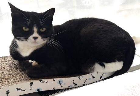 Kat Europese korthaar of huiskat