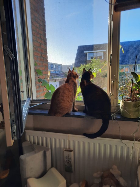 Kat Europese korthaar of huiskat