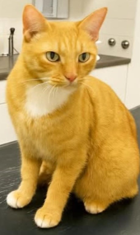 Kat Europese korthaar of huiskat