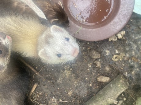 Kleine roofdieren Fret