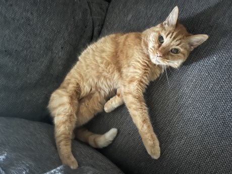 Kat Europese korthaar of huiskat