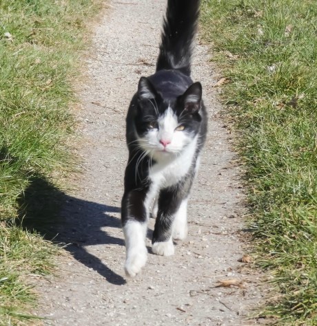 Kat Europese korthaar of huiskat