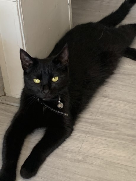 Kat Europese korthaar of huiskat