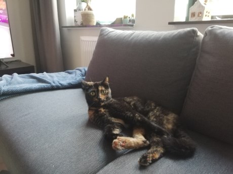 Kat Europese korthaar of huiskat