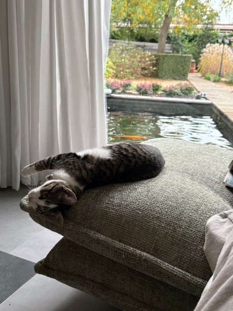 Kat Europese korthaar of huiskat