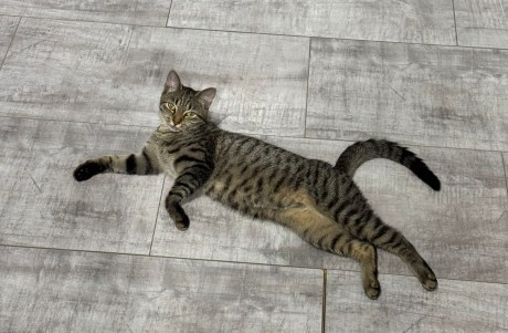 Kat Europese korthaar of huiskat