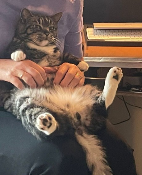 Kat Europese korthaar of huiskat