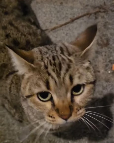 Kat Europese korthaar of huiskat