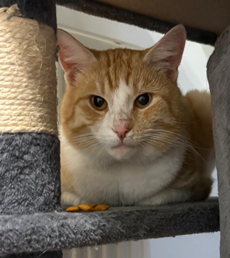 Kat Europese korthaar of huiskat