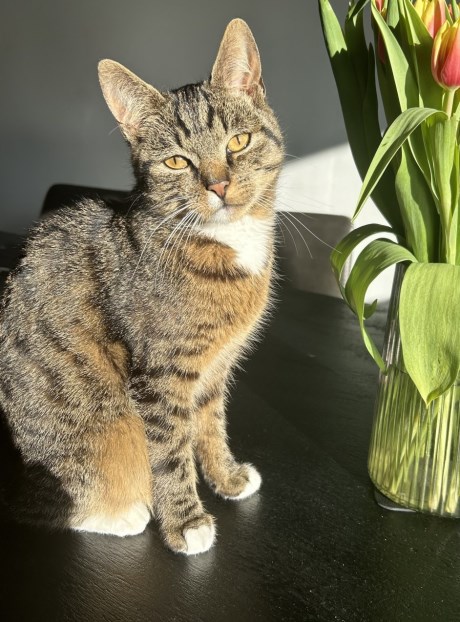 Kat Europese korthaar of huiskat