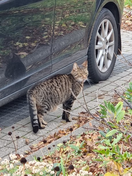 Kat Europese korthaar of huiskat