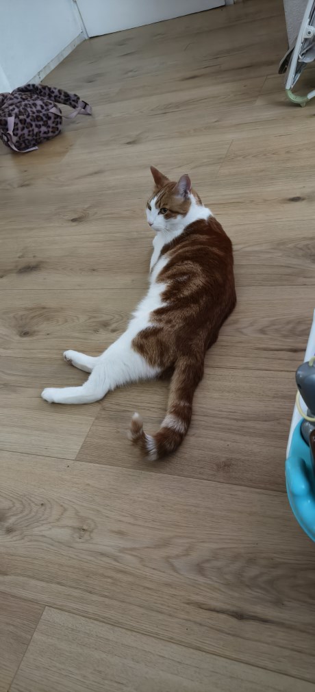 Kat Europese korthaar of huiskat