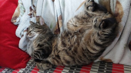 Kat Europese korthaar of huiskat