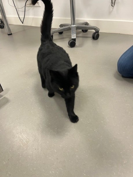 Kat Europese korthaar of huiskat