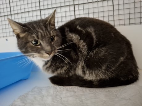 Kat Europese korthaar of huiskat