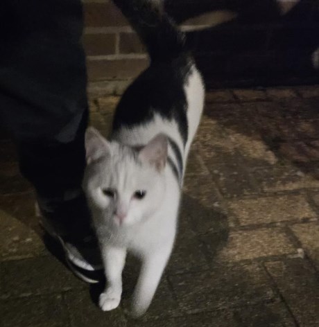 Kat Europese korthaar of huiskat