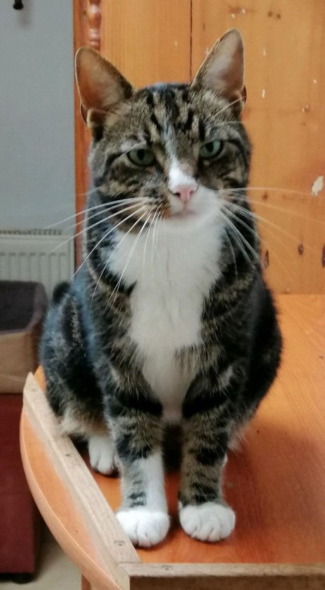 Kat Europese korthaar of huiskat