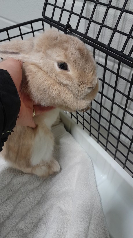 Knaagdier / Haasachtige Konijn