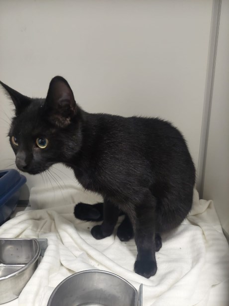 Kat Europese korthaar of huiskat