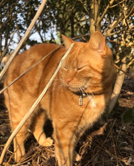 Kat Europese korthaar of huiskat