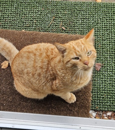 Kat Europese korthaar of huiskat