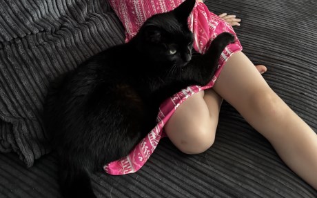 Kat Europese korthaar of huiskat