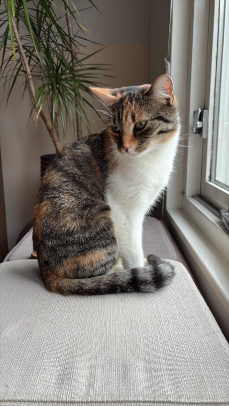 Kat Europese korthaar of huiskat