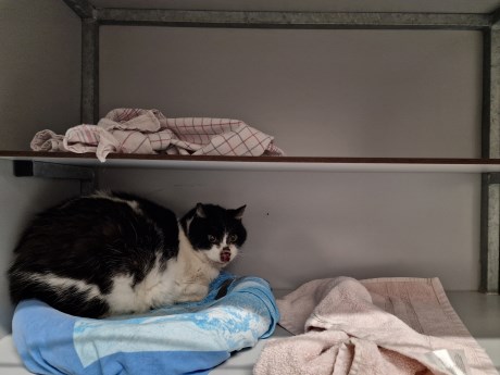 Kat Europese korthaar of huiskat