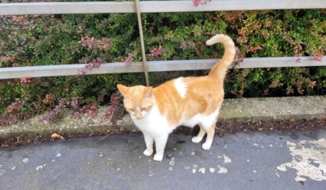 Kat Europese korthaar of huiskat