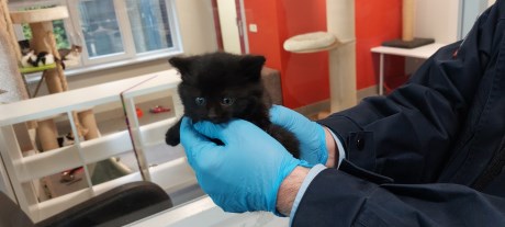 Kat Europese korthaar of huiskat