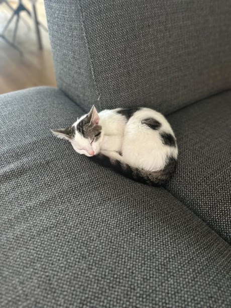 Kat Europese korthaar of huiskat