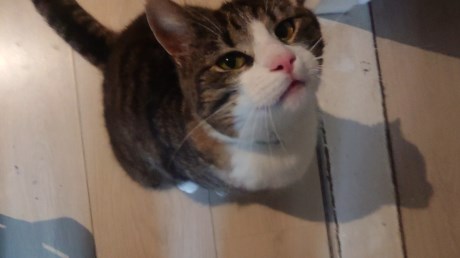 Kat Europese korthaar of huiskat