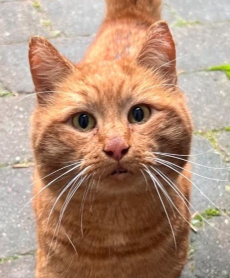 Kat Europese korthaar of huiskat